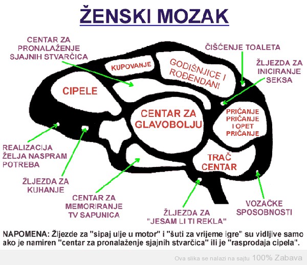 Skica ženskog mozga