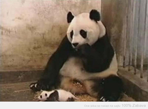Beba panda kija
