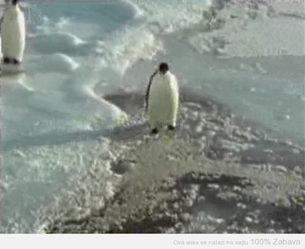 Trapavi pingvin
